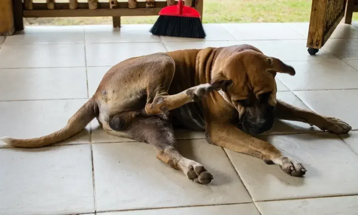 Why Most Raw Diets Miss Key Nutrients