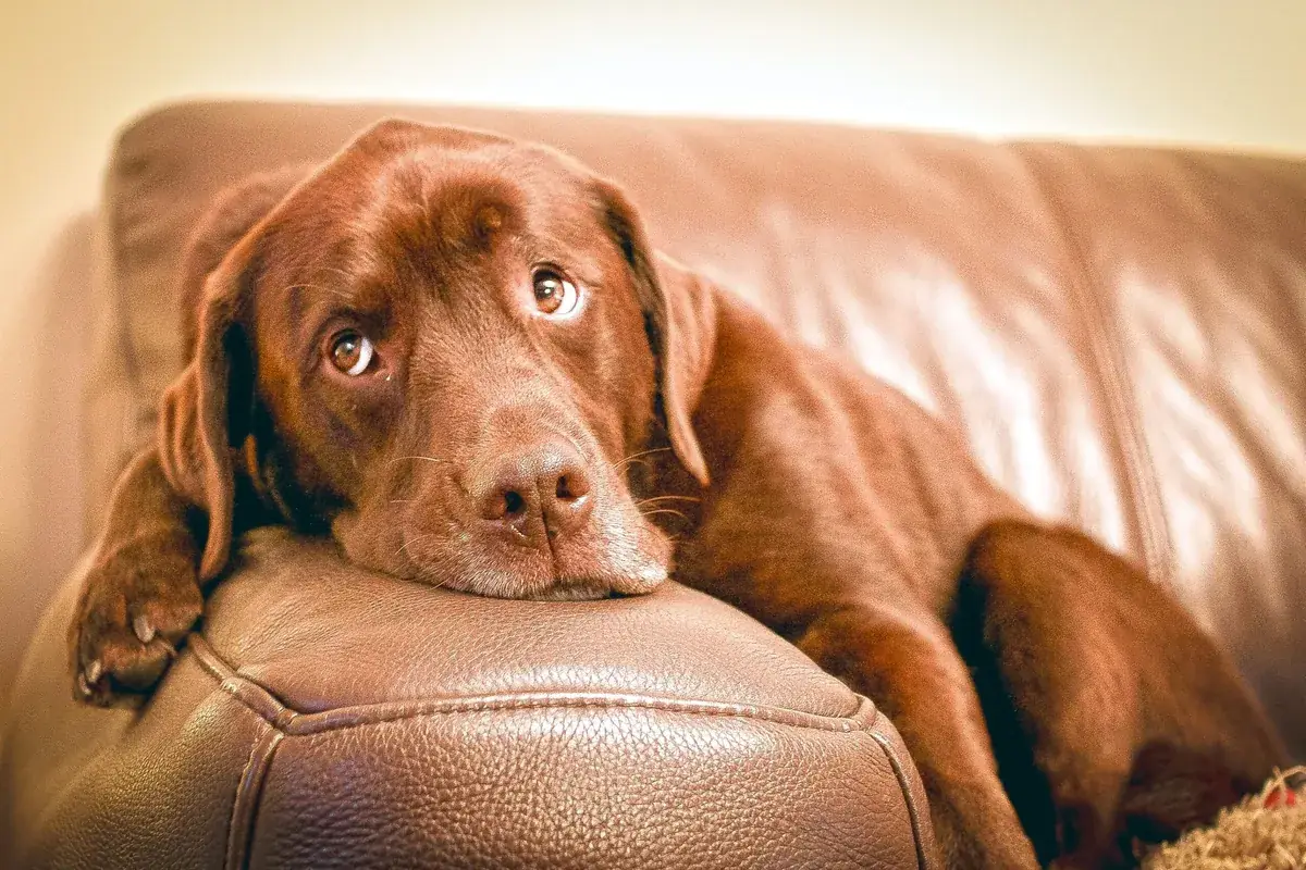 The Diarrhea Protocol